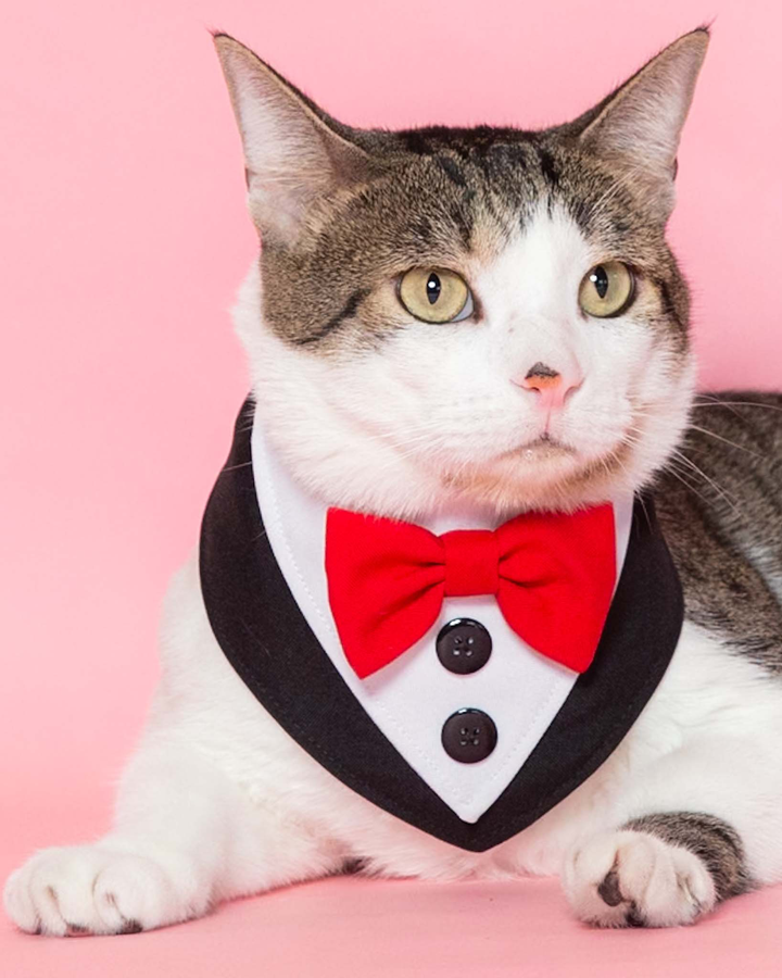 Badana tuxedo para perro y gato en Panamá